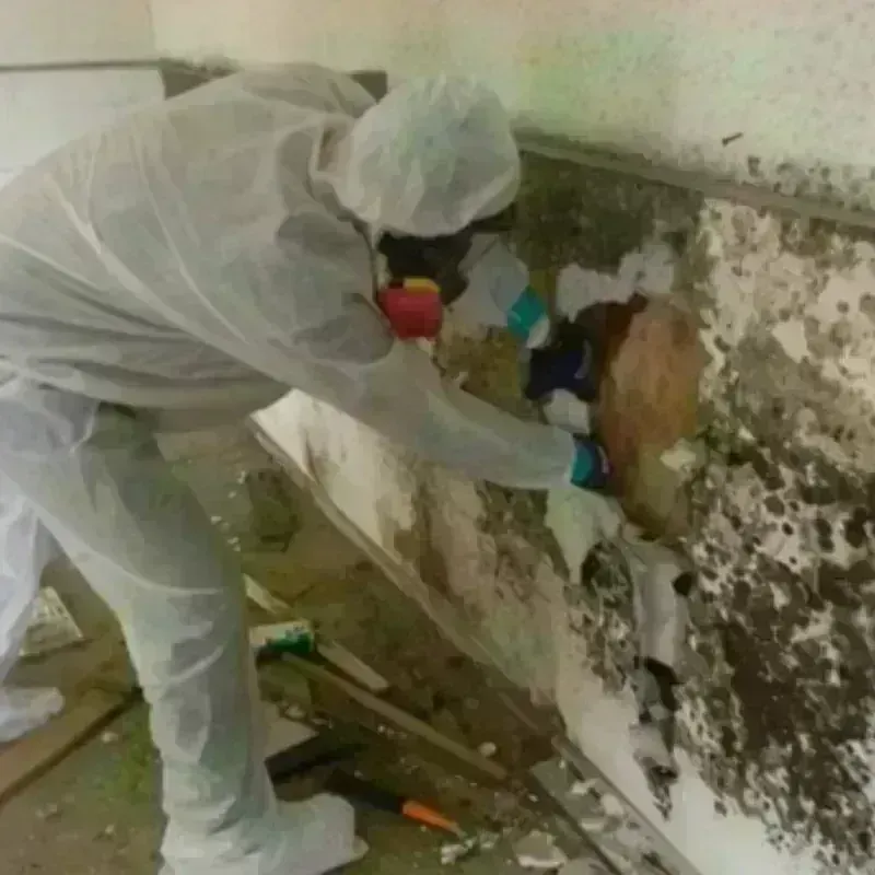 Mold Remediation and Removal in Ashville, AL